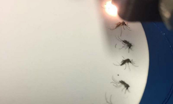 Picture 1 of Infrared device detects mosquitoes infected with Zika virus