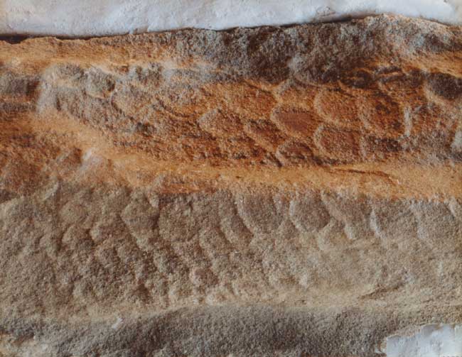 Picture 3 of Ingredients in the gut reveal the diet of dinosaurs