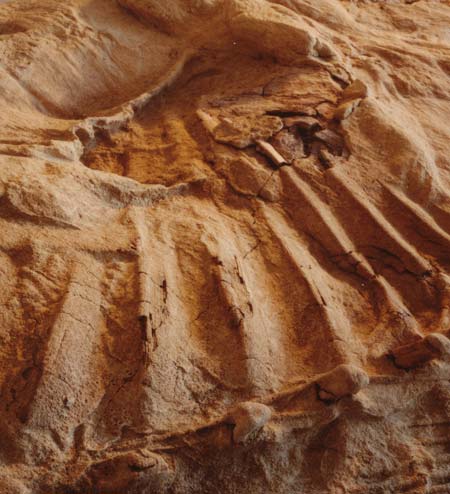 Picture 4 of Ingredients in the gut reveal the diet of dinosaurs