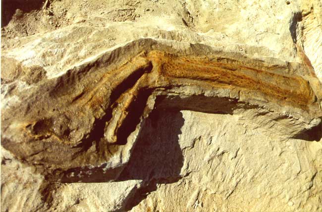 Picture 5 of Ingredients in the gut reveal the diet of dinosaurs