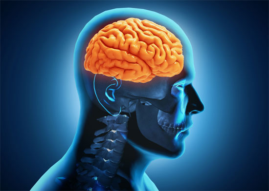 Picture 1 of Inject germ cells into the brain to cure paralysis due to stroke