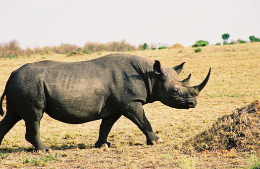 Picture 1 of Inject poison into rhino horn to prevent poaching