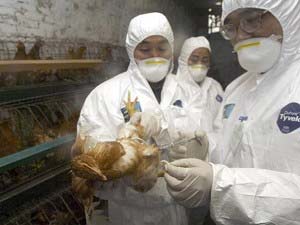 Picture 1 of Injection of 3.3 million doses of bird flu vaccine in the second round of 2006