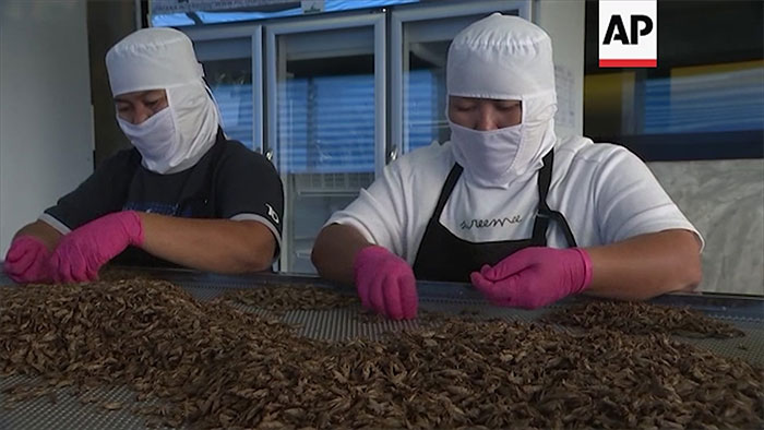 Picture 3 of Insect farming makes ... junk food