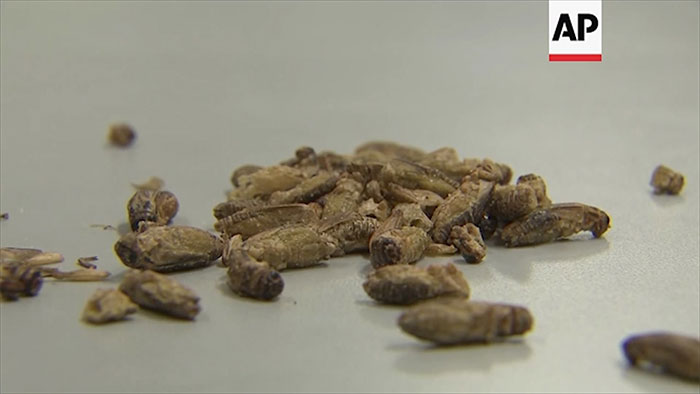 Picture 4 of Insect farming makes ... junk food