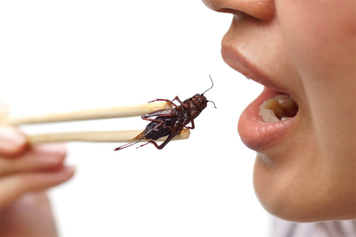 Picture 6 of Insect farming makes ... junk food