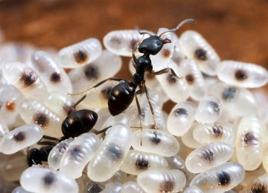 Picture 3 of Insect-eating insects like to eat