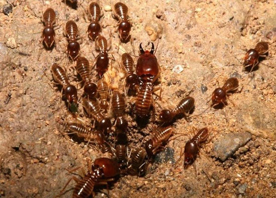 Picture 5 of Insect-eating insects like to eat