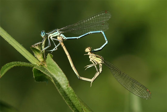 Picture 1 of Insects also 'love' gay