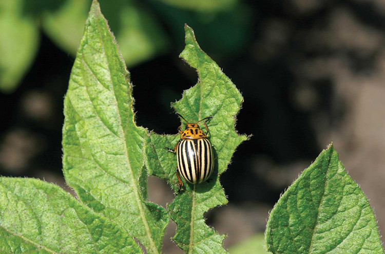 Picture 1 of Insects can find infected plants