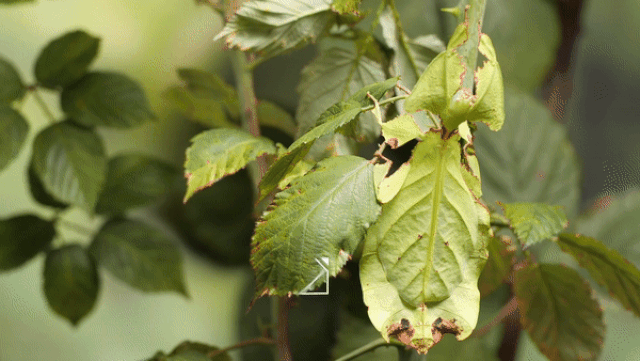 Picture 1 of Insects have the ability to copy 99.99% of the shape and movement of the leaf