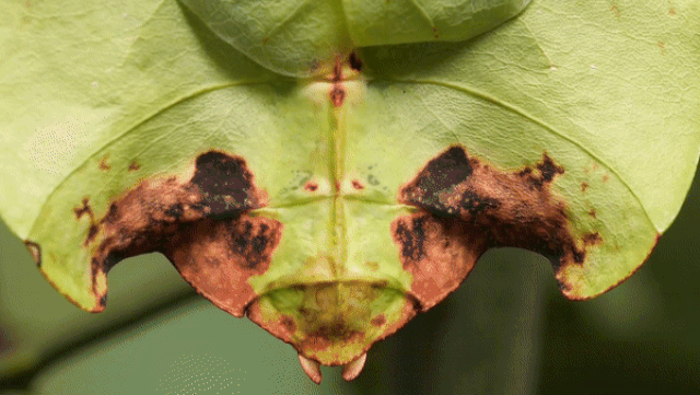 Picture 2 of Insects have the ability to copy 99.99% of the shape and movement of the leaf