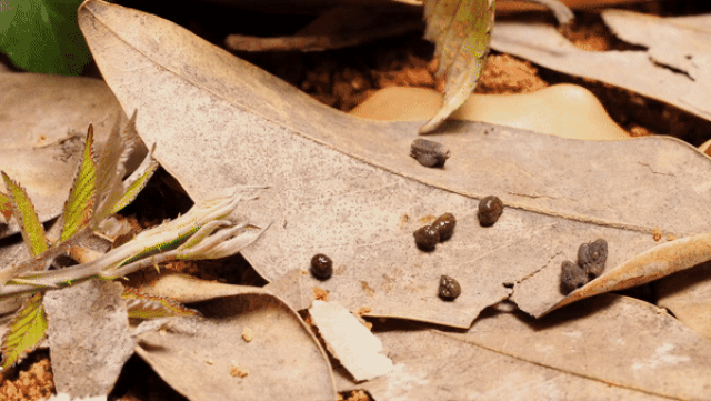 Picture 3 of Insects have the ability to copy 99.99% of the shape and movement of the leaf