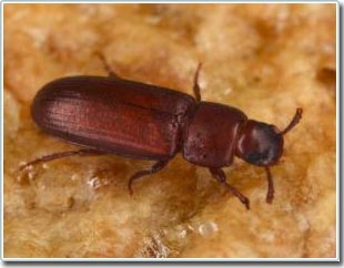 Picture 1 of Insects living in hiding are easy to adapt to the dark