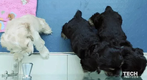 Picture 2 of Inside the dog mirror factory in Korea