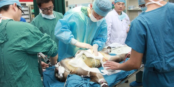 Picture 7 of Inside the dog mirror factory in Korea