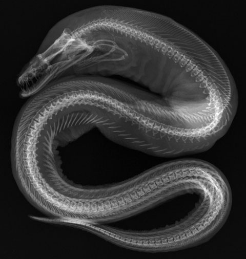 Picture 1 of Inside the fish body