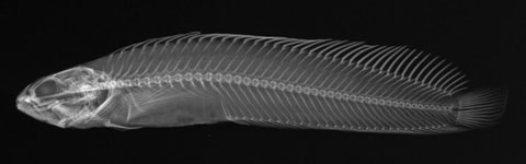 Picture 2 of Inside the fish body