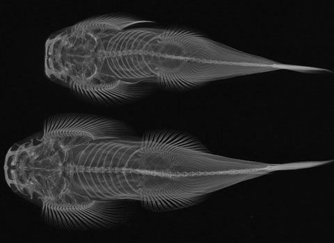 Picture 3 of Inside the fish body