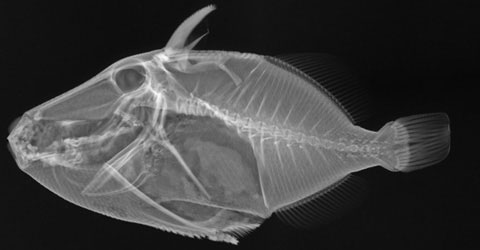 Picture 4 of Inside the fish body