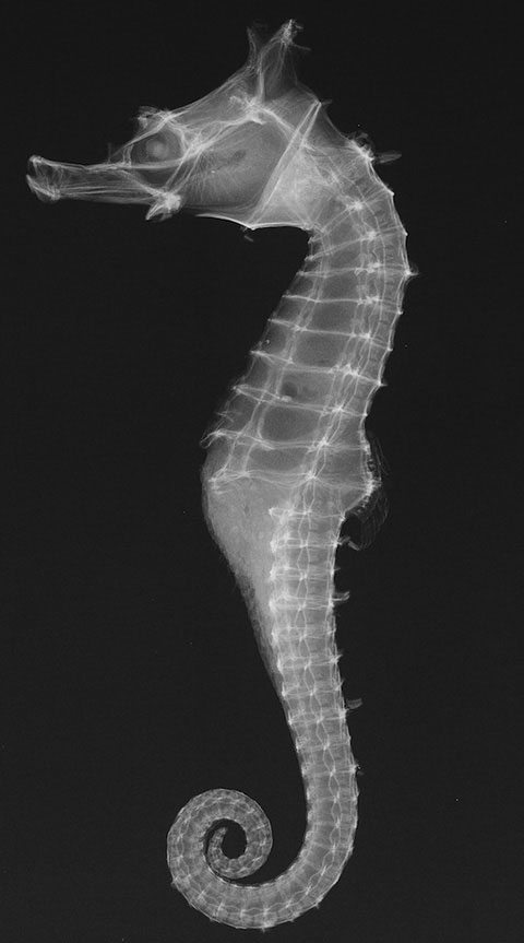 Picture 5 of Inside the fish body