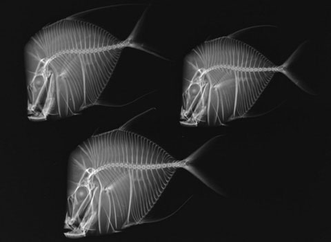 Picture 6 of Inside the fish body