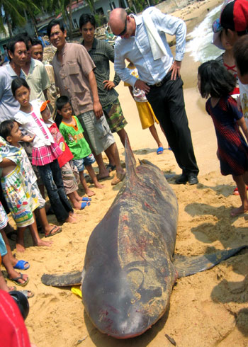 Picture 1 of Installing a shark warning system in Binh Dinh