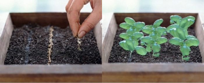 Picture 3 of Instructions for planting clean herbs at home