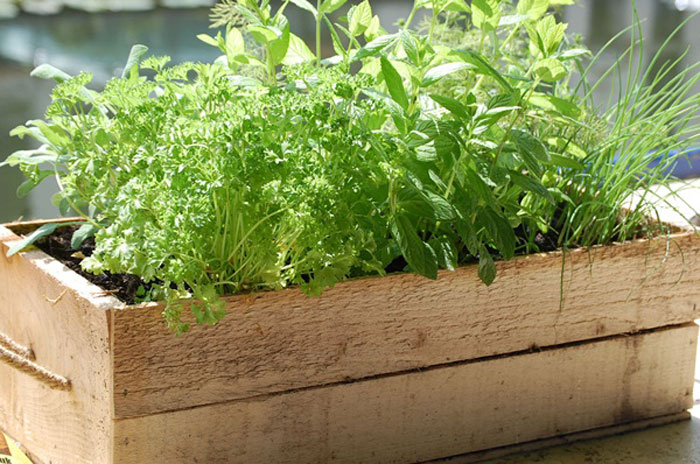 Picture 4 of Instructions for planting clean herbs at home