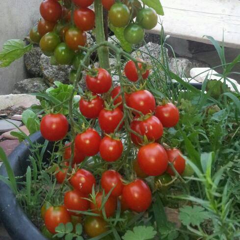 Picture 10 of Instructions on how to grow and care for cherry tomatoes that produce fruits throughout the year