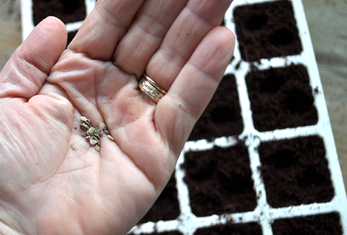Picture 3 of Instructions on how to grow and care for cherry tomatoes that produce fruits throughout the year