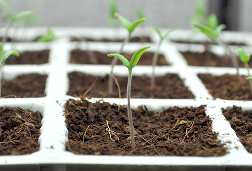 Picture 4 of Instructions on how to grow and care for cherry tomatoes that produce fruits throughout the year