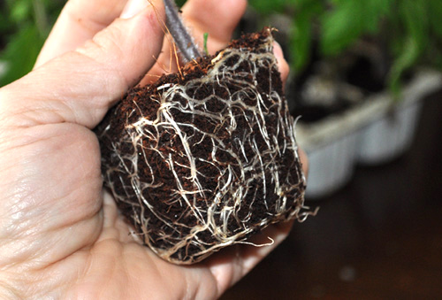 Picture 5 of Instructions on how to grow and care for cherry tomatoes that produce fruits throughout the year