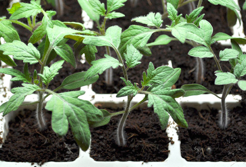 Picture 6 of Instructions on how to grow and care for cherry tomatoes that produce fruits throughout the year