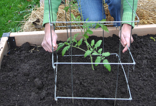 Picture 8 of Instructions on how to grow and care for cherry tomatoes that produce fruits throughout the year