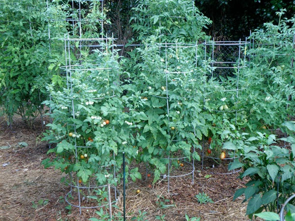 Picture 9 of Instructions on how to grow and care for cherry tomatoes that produce fruits throughout the year