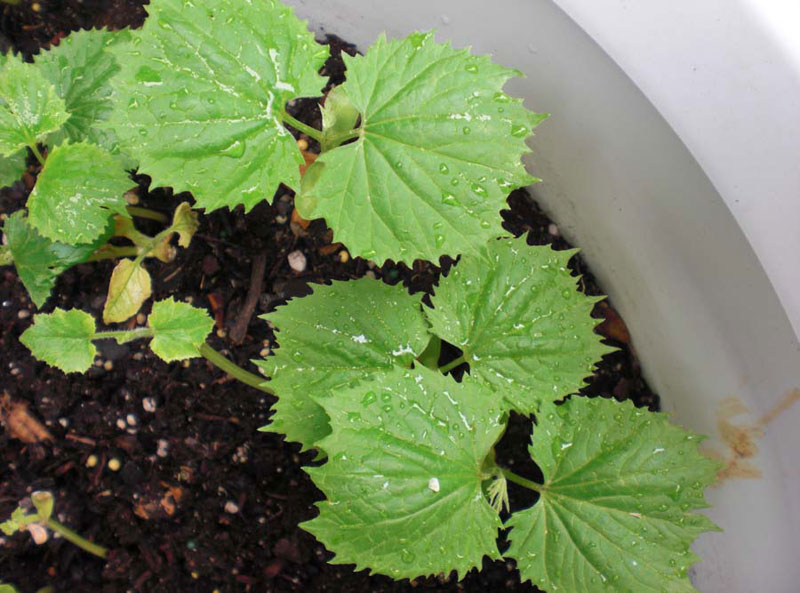 Instructions on how to grow bitter melon fruit at home images 4