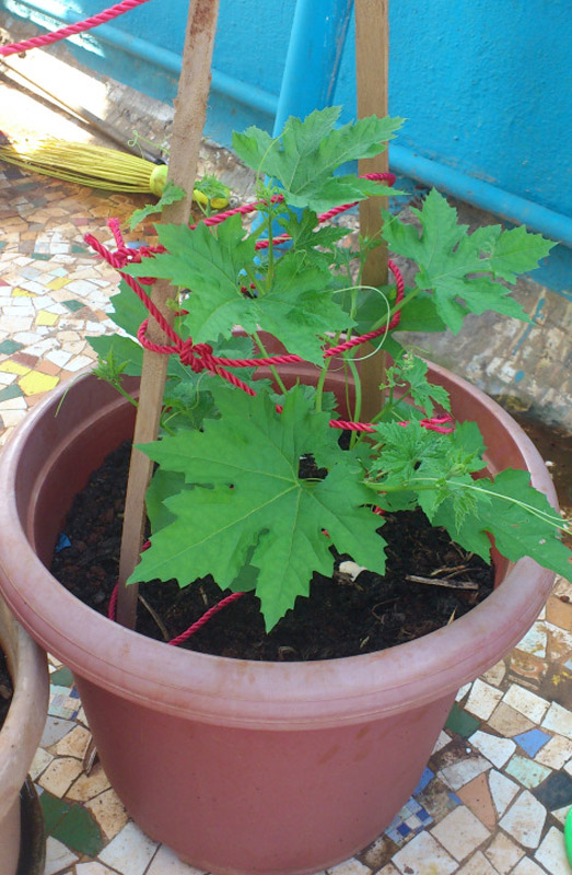 Instructions on how to grow bitter melon fruit at home images 5