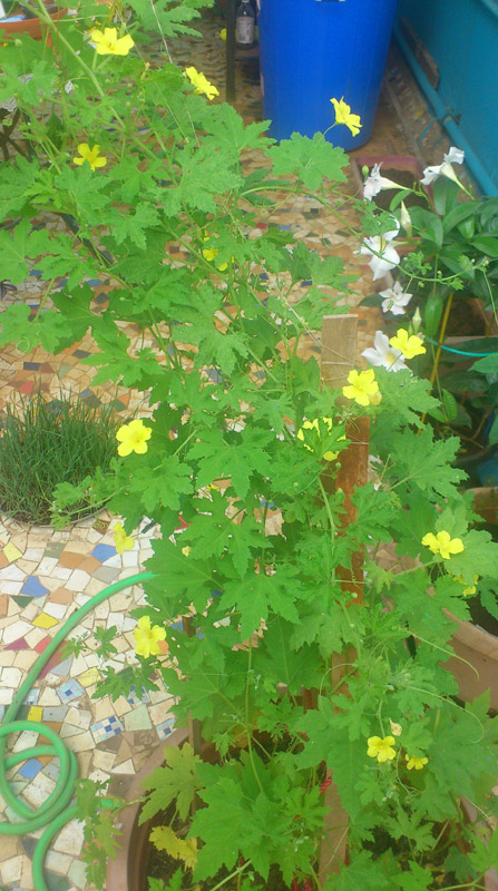 Instructions on how to grow bitter melon fruit at home images 6