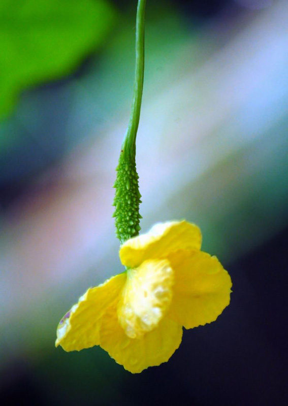 Instructions on how to grow bitter melon fruit at home images 7