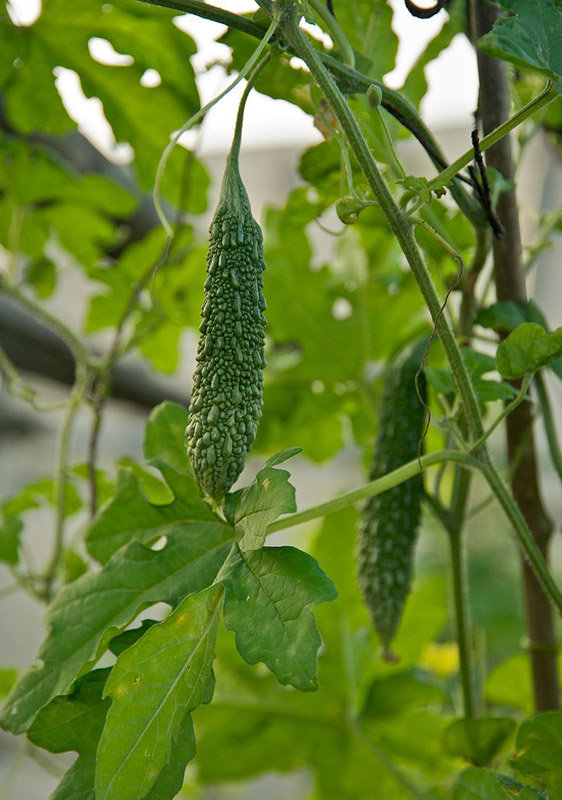 Instructions on how to grow bitter melon fruit at home images 8