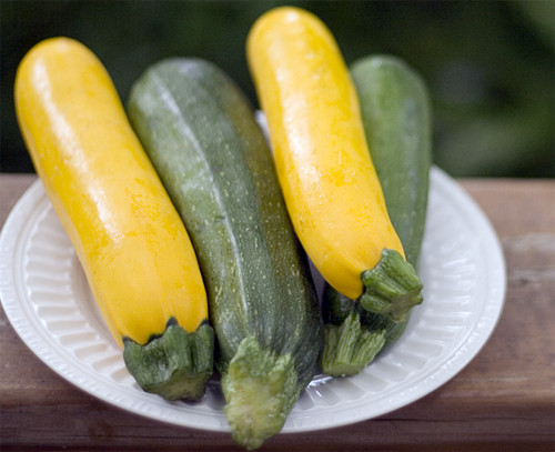 Picture 3 of Instructions on how to grow squash for high productivity
