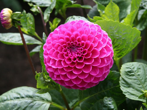 Picture 2 of Instructions on how to plant dahlia flowers to bloom on Tet holiday