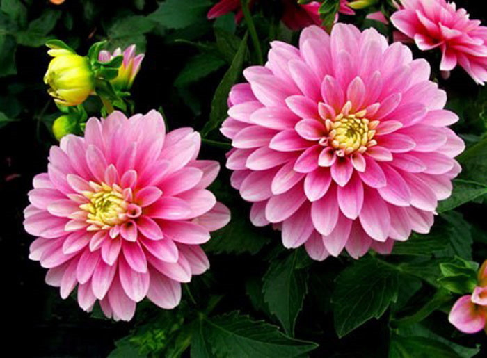 Picture 3 of Instructions on how to plant dahlia flowers to bloom on Tet holiday