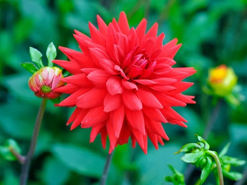 Picture 4 of Instructions on how to plant dahlia flowers to bloom on Tet holiday
