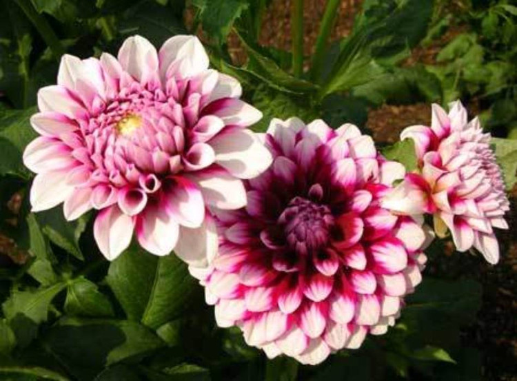 Picture 5 of Instructions on how to plant dahlia flowers to bloom on Tet holiday