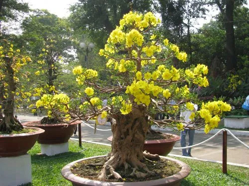 Picture 2 of Instructions on how to take care of apricot flowers after Tet