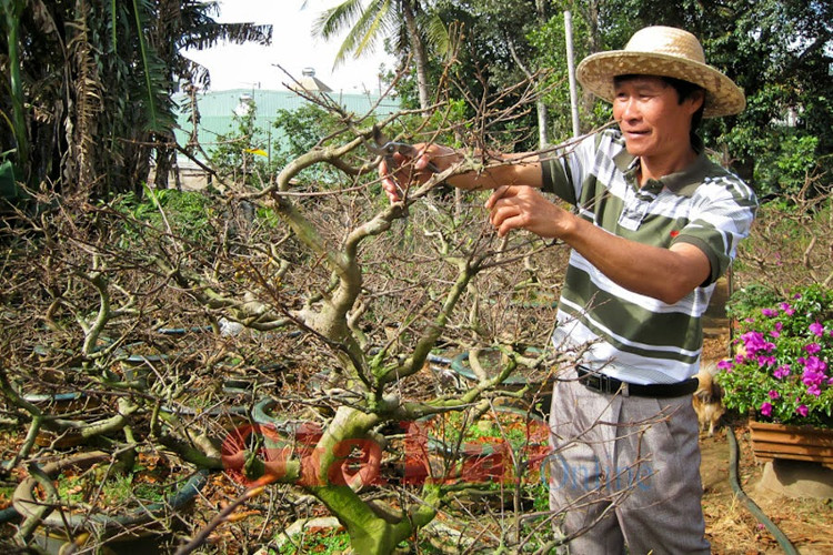 Picture 3 of Instructions on how to take care of apricot flowers after Tet