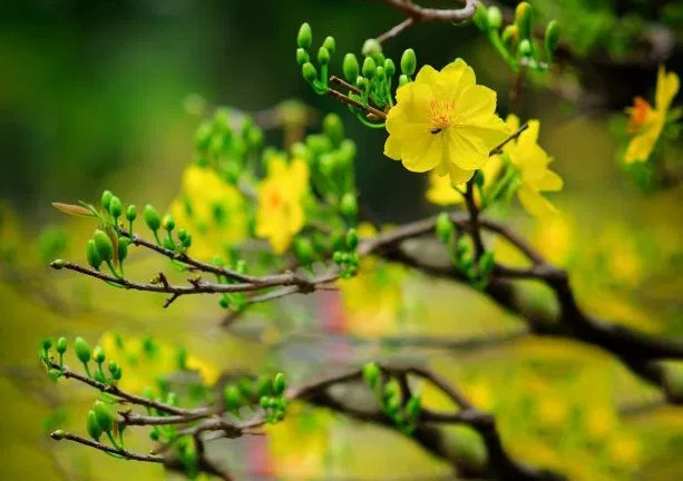 Picture 5 of Instructions on how to take care of apricot flowers after Tet