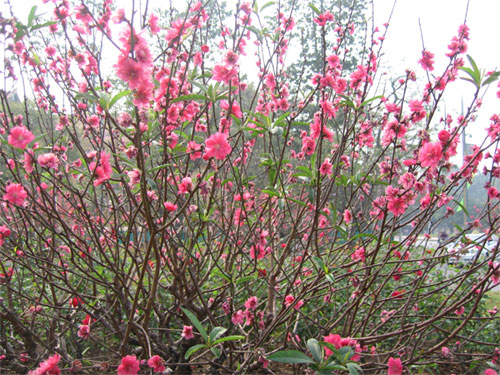 Picture 2 of Instructions on how to take care of cherry blossoms after Tet